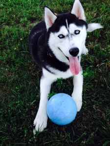 Husky Dog